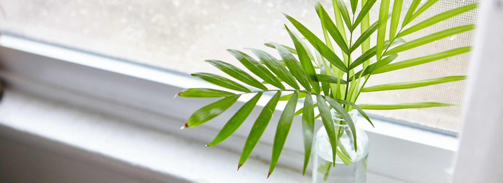A green houseplant in a glass bottle on a window sill during daytime